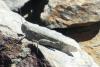 Sphingonotus rubescens rubescens